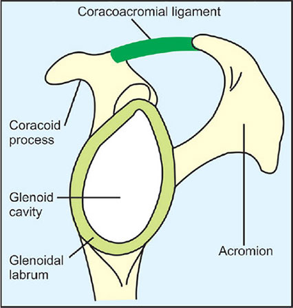 coraco-acromial-arch.png
