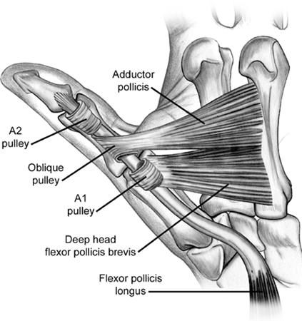 flexor-pulleys-thumb.png