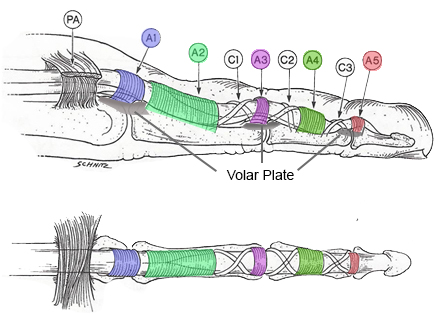flexor-pulleys.png