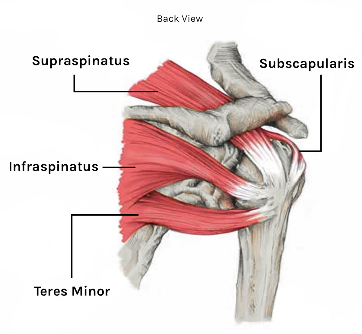 rotator-cuff.png