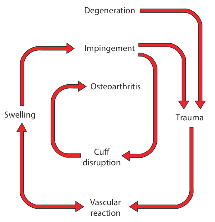 vicious-cycle-rotator-cuff.png